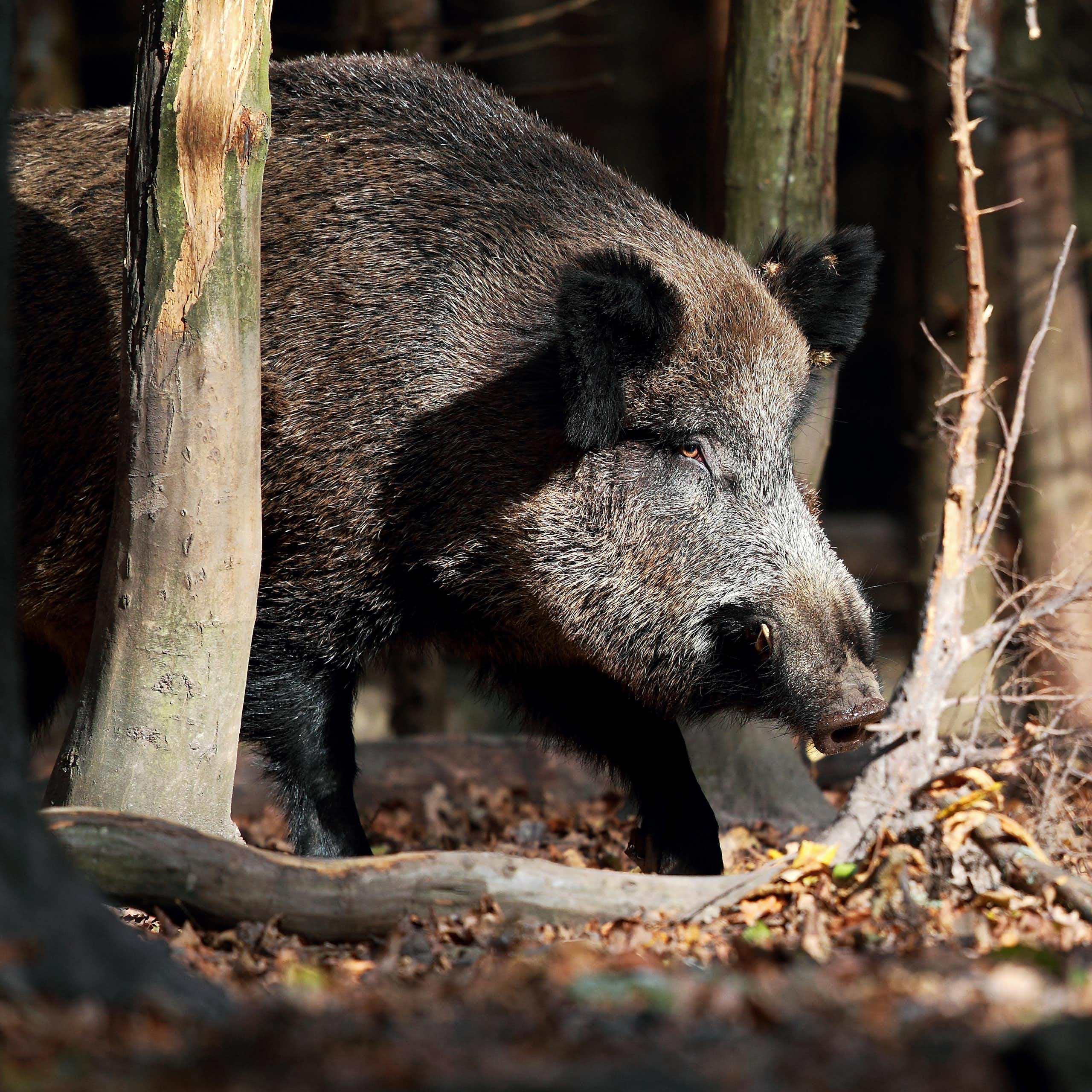 Así es la peste porcina africana que amenaza a España