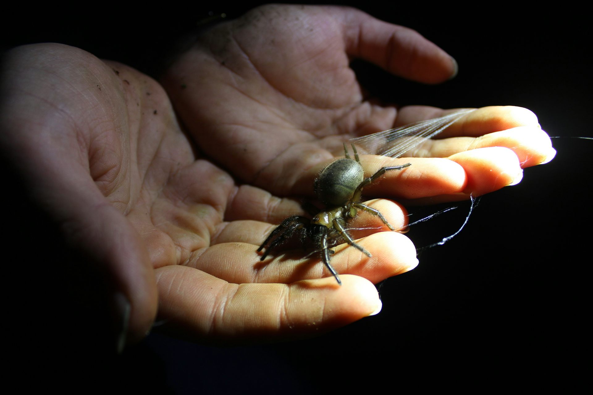 Are you a hellraiser mite or a knobbled weevil? Take the quiz and vote for NZ’s Bug of the Year