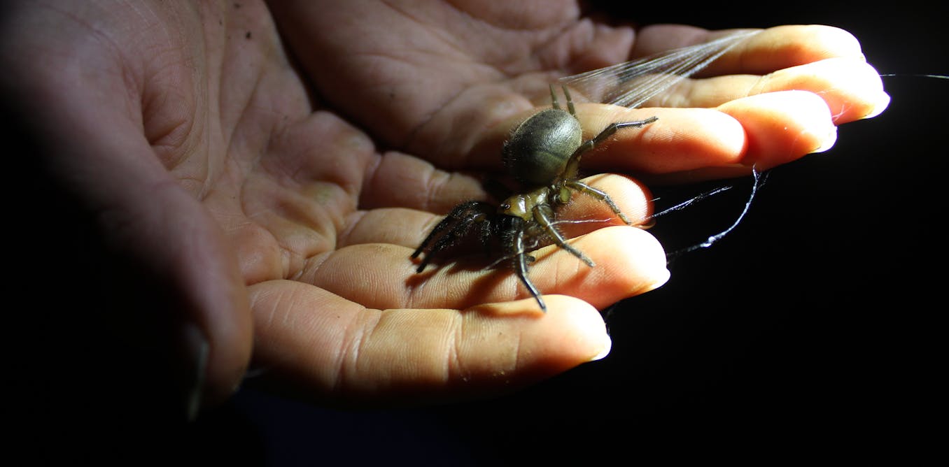 Are you a hellraiser mite or a knobbled weevil? Take the quiz and vote for NZ’s Bug of the Year Are you a hellraiser mite or a knobbled weevil? Take the quiz and vote for NZ’s Bug of the Year