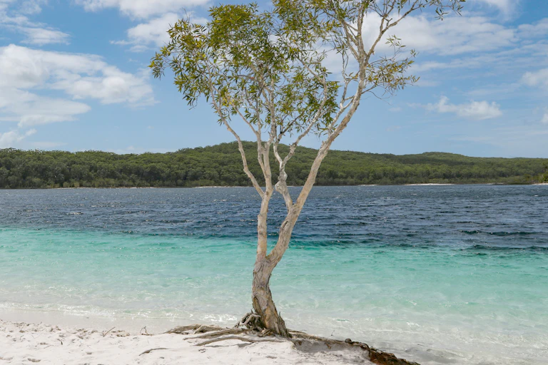 A solitary tree stands on front of a clear lake.