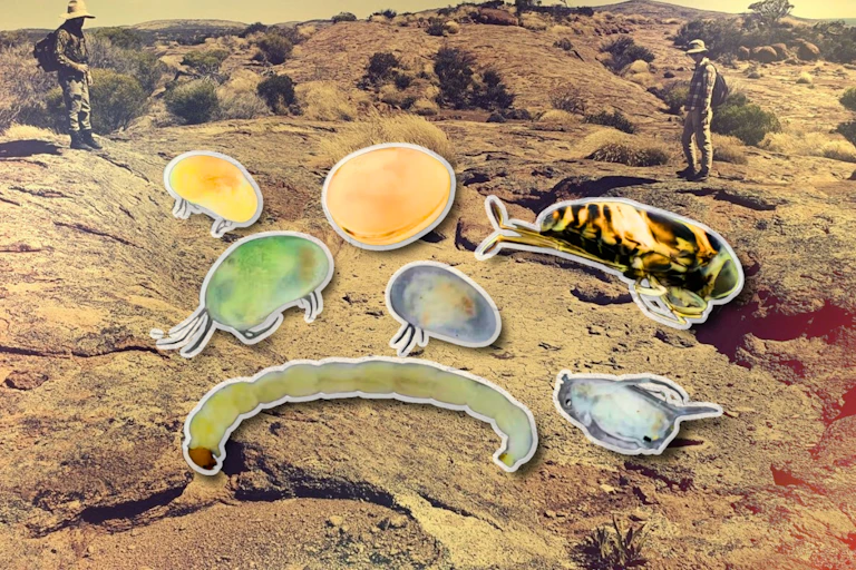 A composite image that shows two people standing by a rock hole, superimposed with enlarged insects