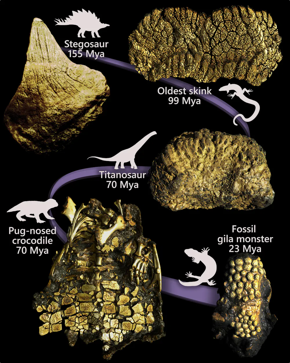Osteoderms A centuries-old debate on how reptiles keep evolving skin bones is ...