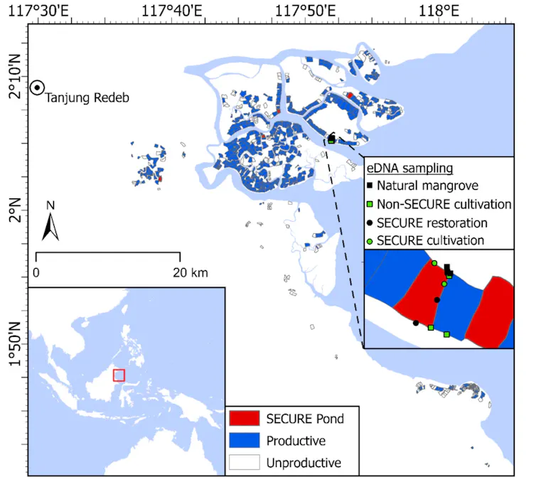 Restorasi mangrove bersamaan tambak udang