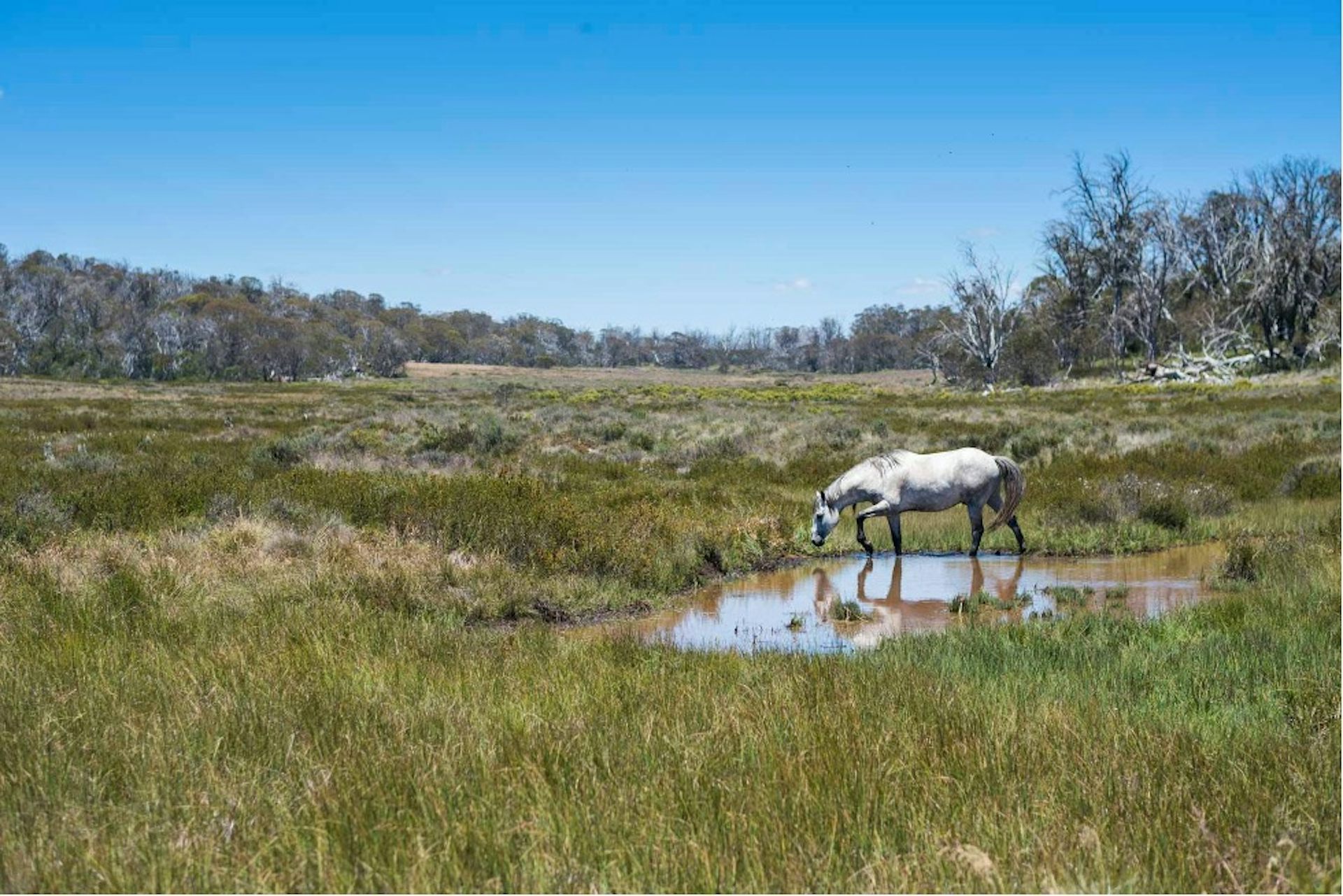 A white horse stands in a pond in an alpine landscape.