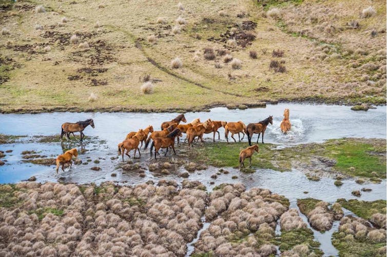 After the slaughter of hundreds of untamed horses, Australia's Kosciuszko Park is regularly reclaiming its landscapes 1 A group of wild horses crossing a river in Kosciuszko National Park