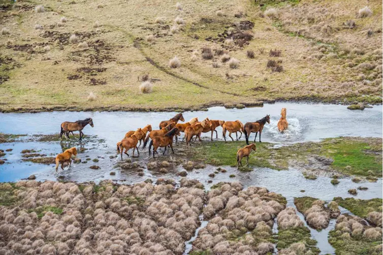 A mob of brown horses crosses an alpine river
