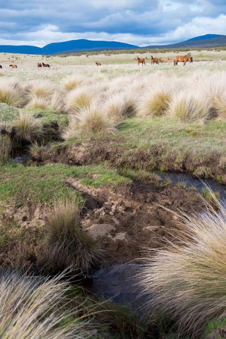 An alpine creek, its bank muddied by horse hoofprints.