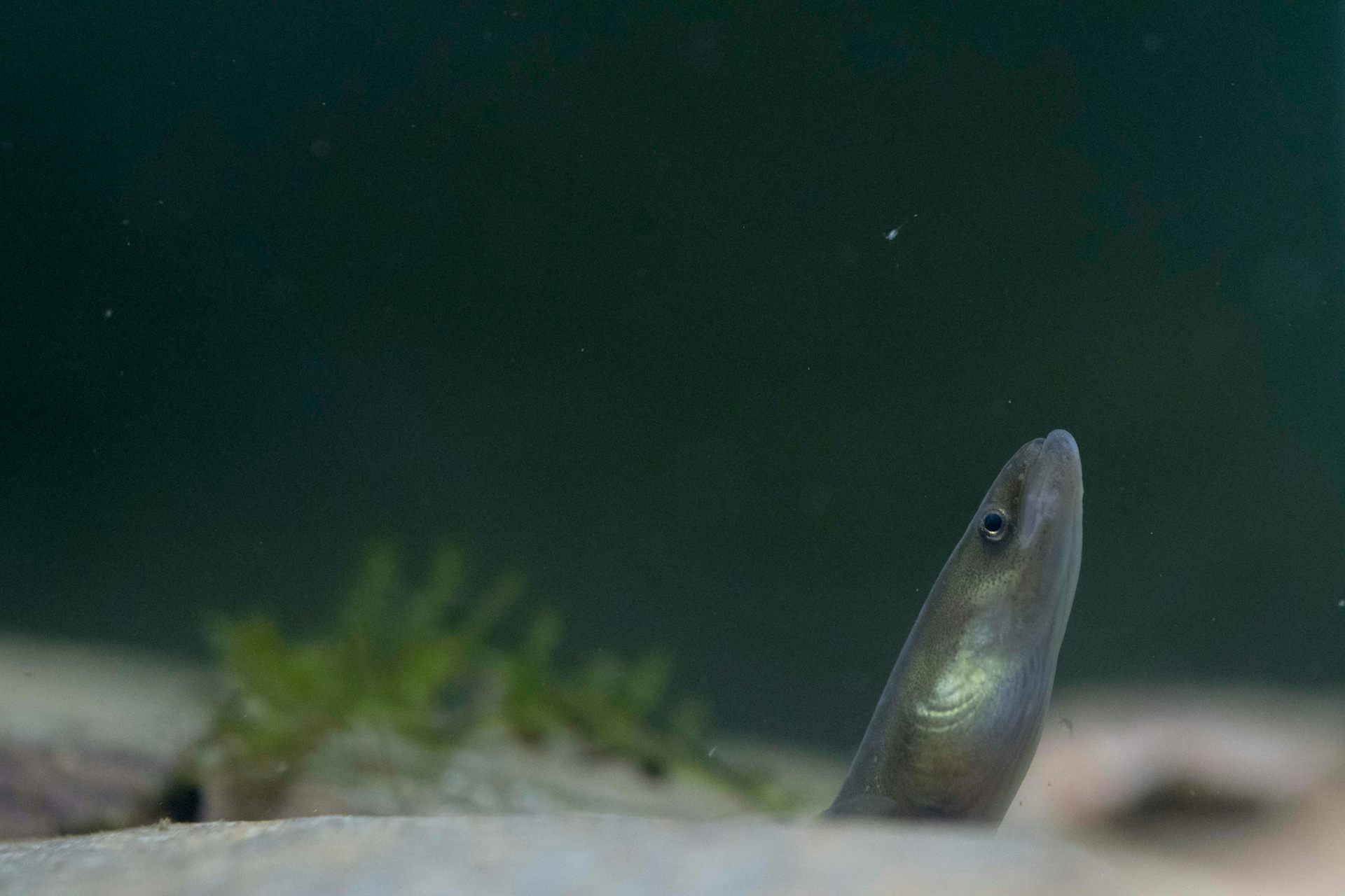 El mundo niega la protección a las anguilas