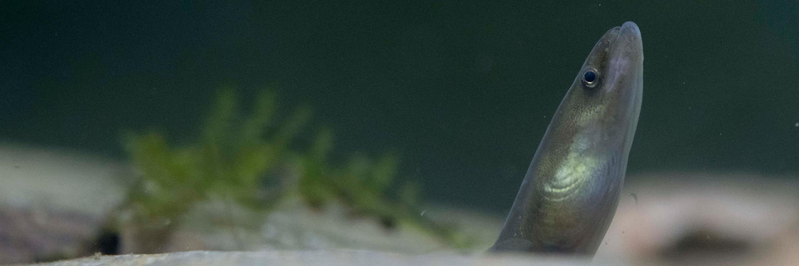 El mundo niega la protección a las anguilas