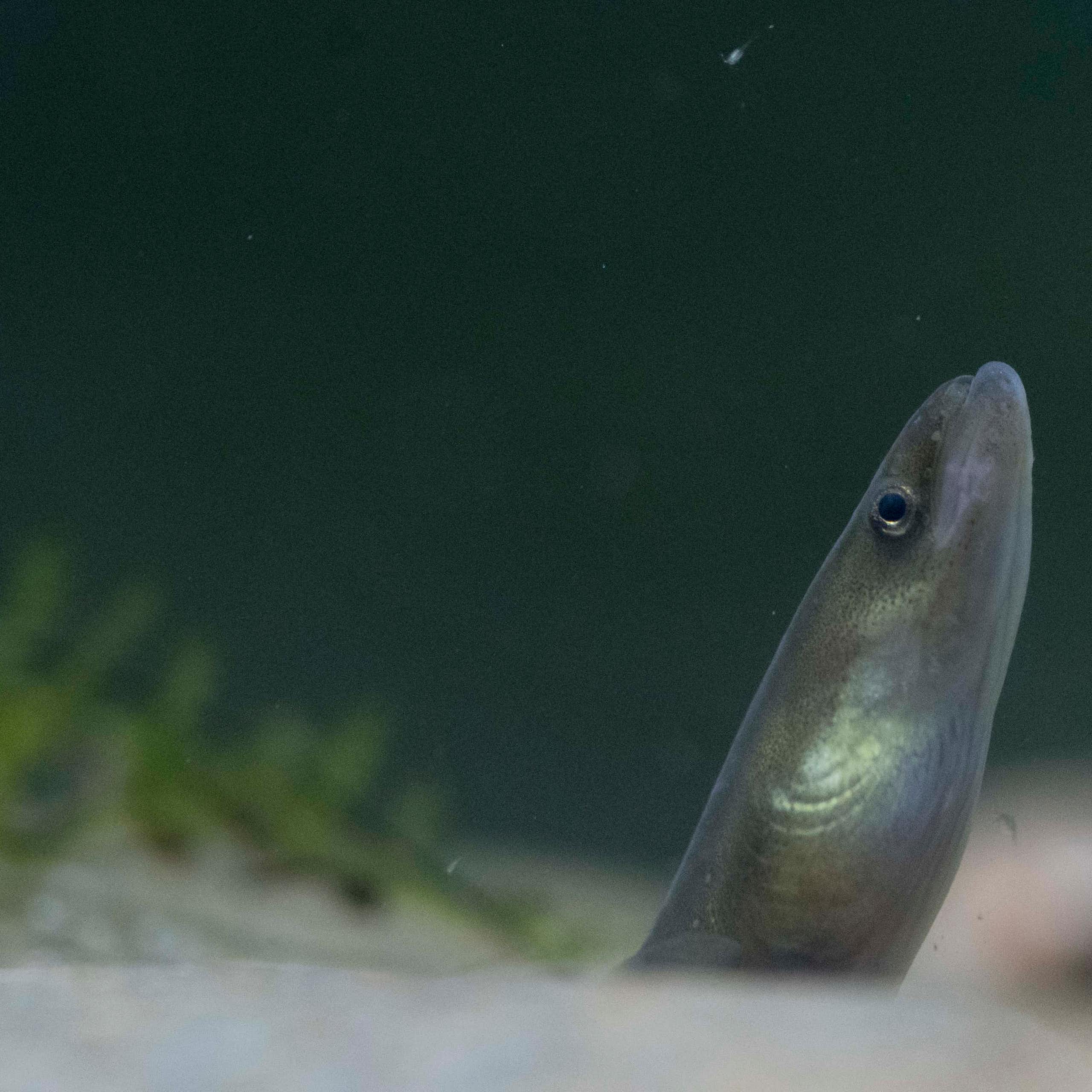 El mundo niega la protección a las anguilas