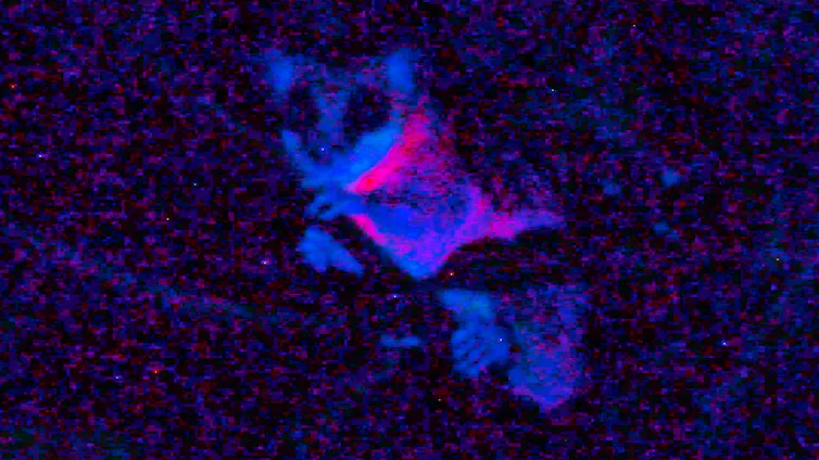 Fluorescence aux UV d’un marsupial dans la forêt Guyanaise, photographiée au téléobjectif dans la canopée. Rare image de la fluorescence de ces animaux dans le milieu naturel, en limite de détection du capteur