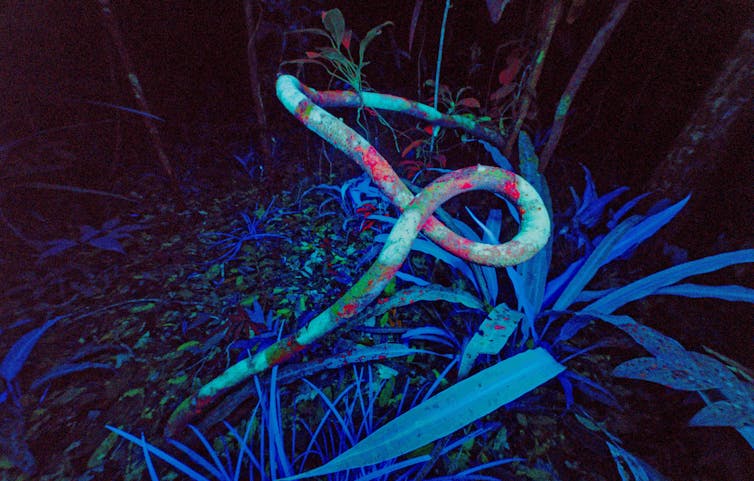 Liane avec lichens en sous-bois humide en Guyane. Les lichens sont souvent très fluorescents aux UV. Les Monocotyledones (Graminées, Broméliacées, Cypéracées, etc.) fluorescent surtout en bleu-vert (ici surtout des Rapateacées), les pigments photosynthétiques de la