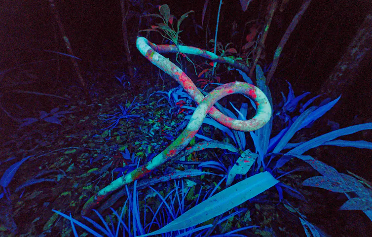 Liane avec lichens en sous-bois humide en Guyane. Les lichens sont souvent très fluorescents aux UV. Les Monocotyledones (Graminées, Broméliacées, Cypéracées, etc.) fluorescent surtout en bleu-vert (ici surtout des Rapateacées), les pigments photosynthétiques de la