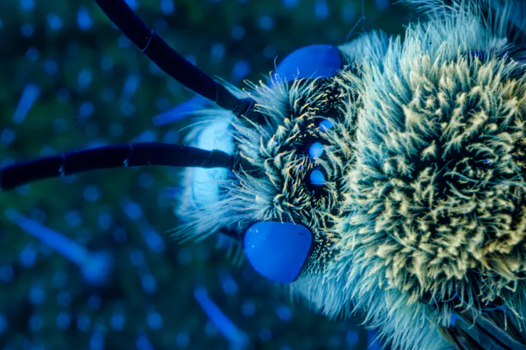 Portrait d’une abeille à longues antenne Eucera sp. (Massif des maures, France). Les yeux des insectes sont le plus souvent bleu-vert. On distingue aussi les ocelles (ou yeux élémentaires), disposées en triangle plat, de la même couleur