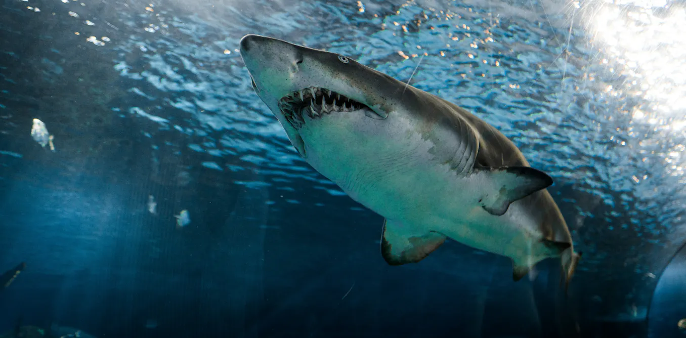 Lo que los dientes nos enseñan sobre la evolución de la vida acuática