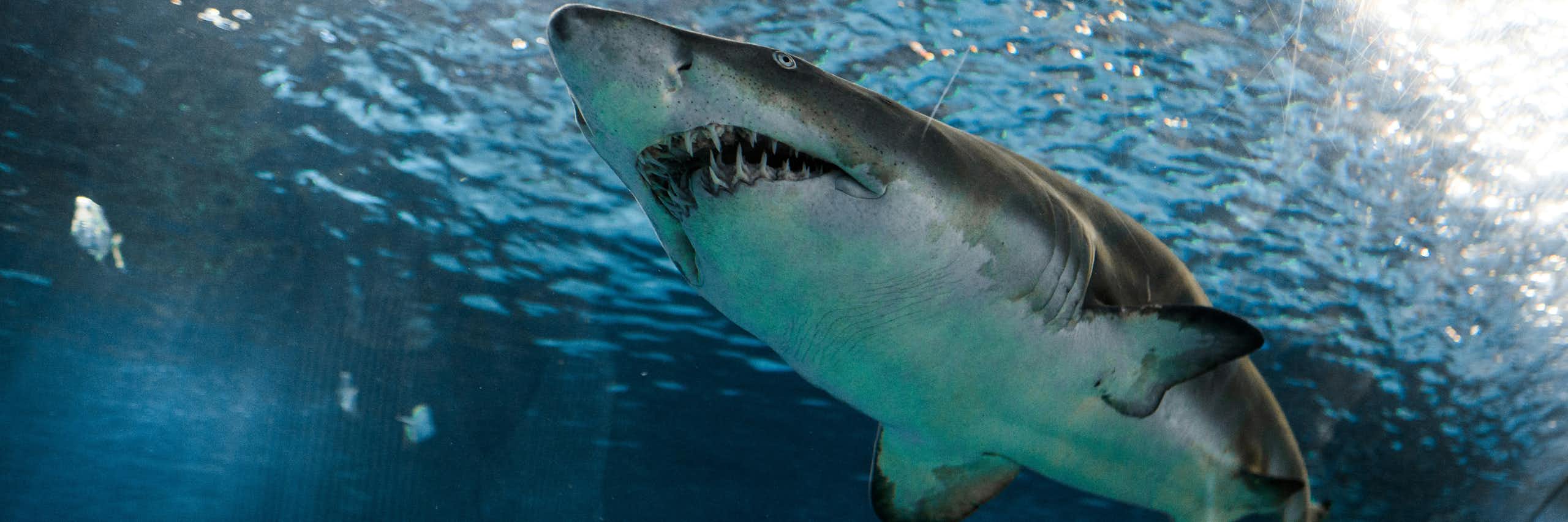 Lo que los dientes nos enseñan sobre la evolución de la vida acuática