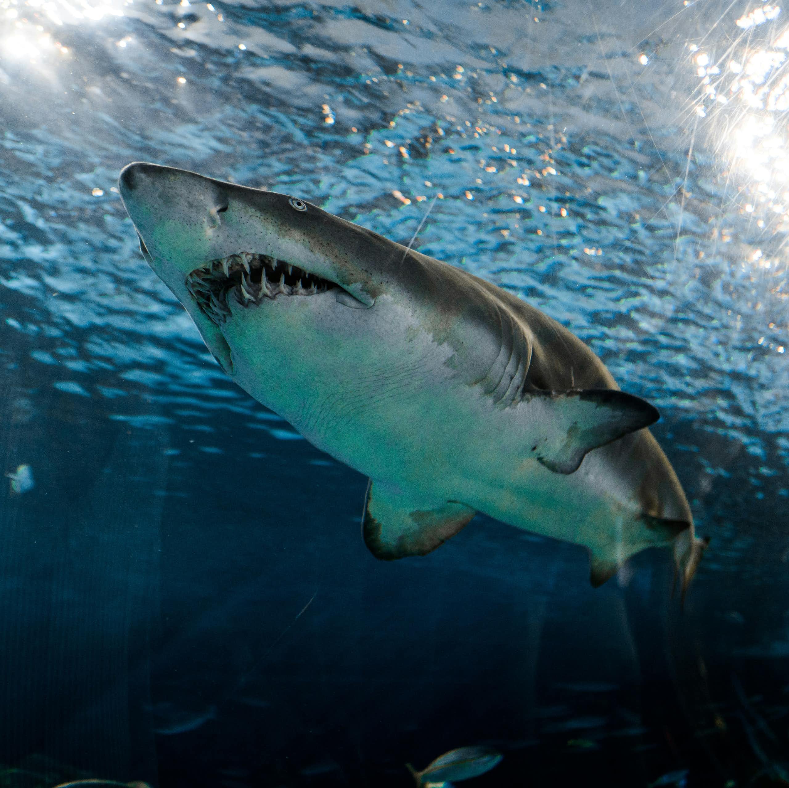 Lo que los dientes nos enseñan sobre la evolución de la vida acuática