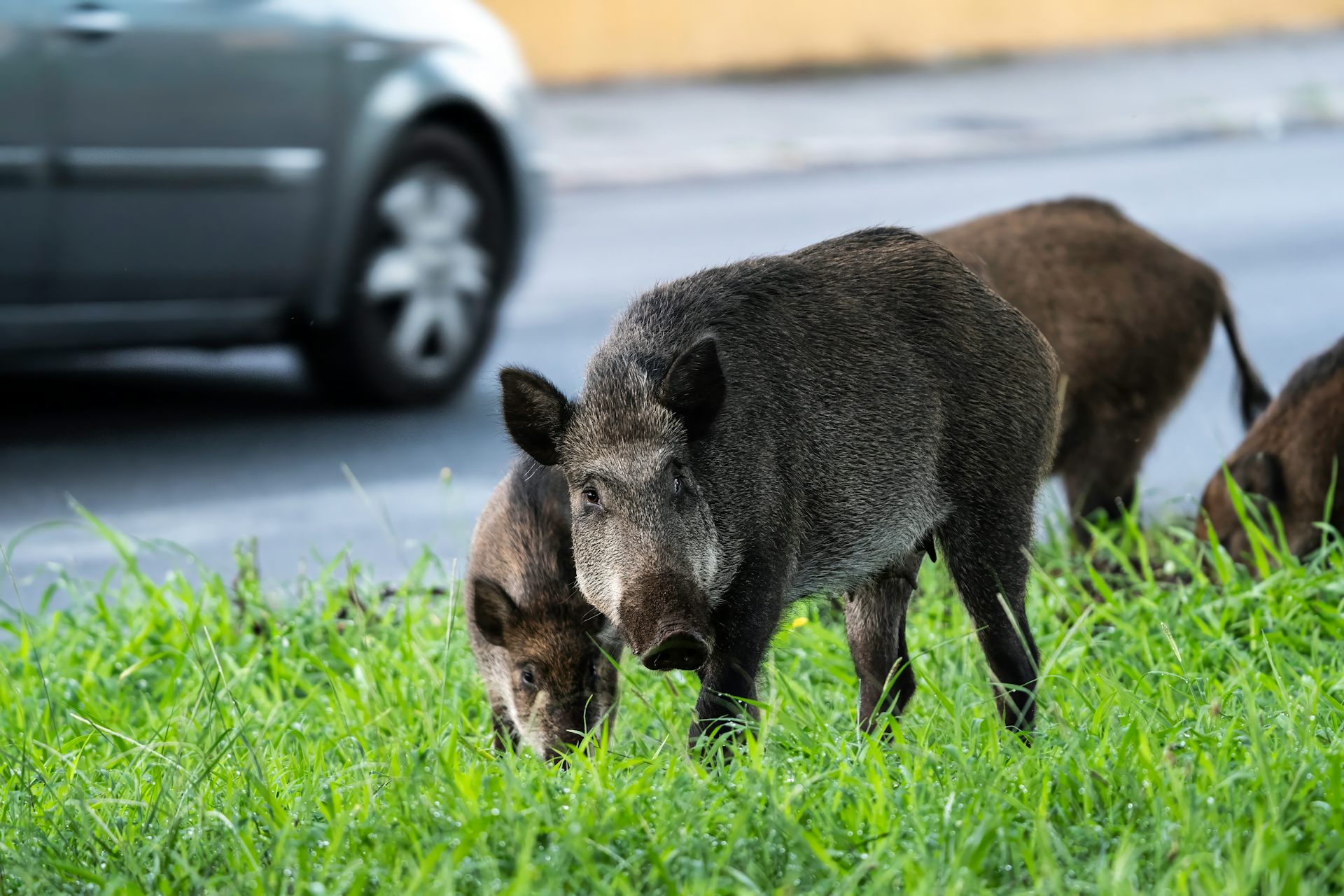 Una familia de jabalíes busca comida junto a una carretera.
