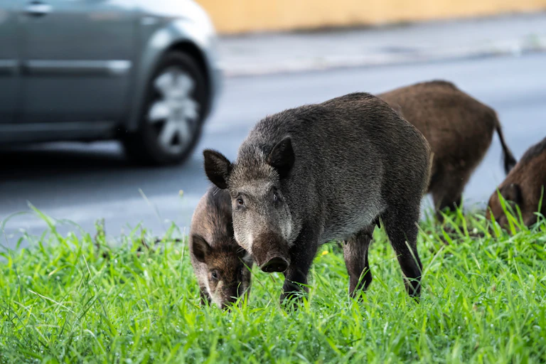 Una familia de jabalíes busca comida junto a una carretera.