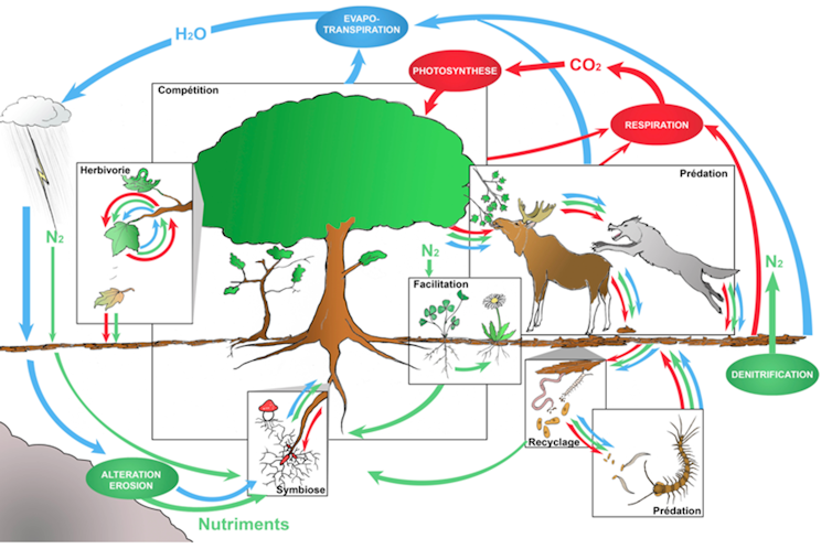 L’écosystème intègre une diversité d’espèces mais aussi tout un ensemble de processus qui assurent la durabilité du système. En ville, favoriser la biodiversité consiste à se rapprocher de ces fonctionnements complexes