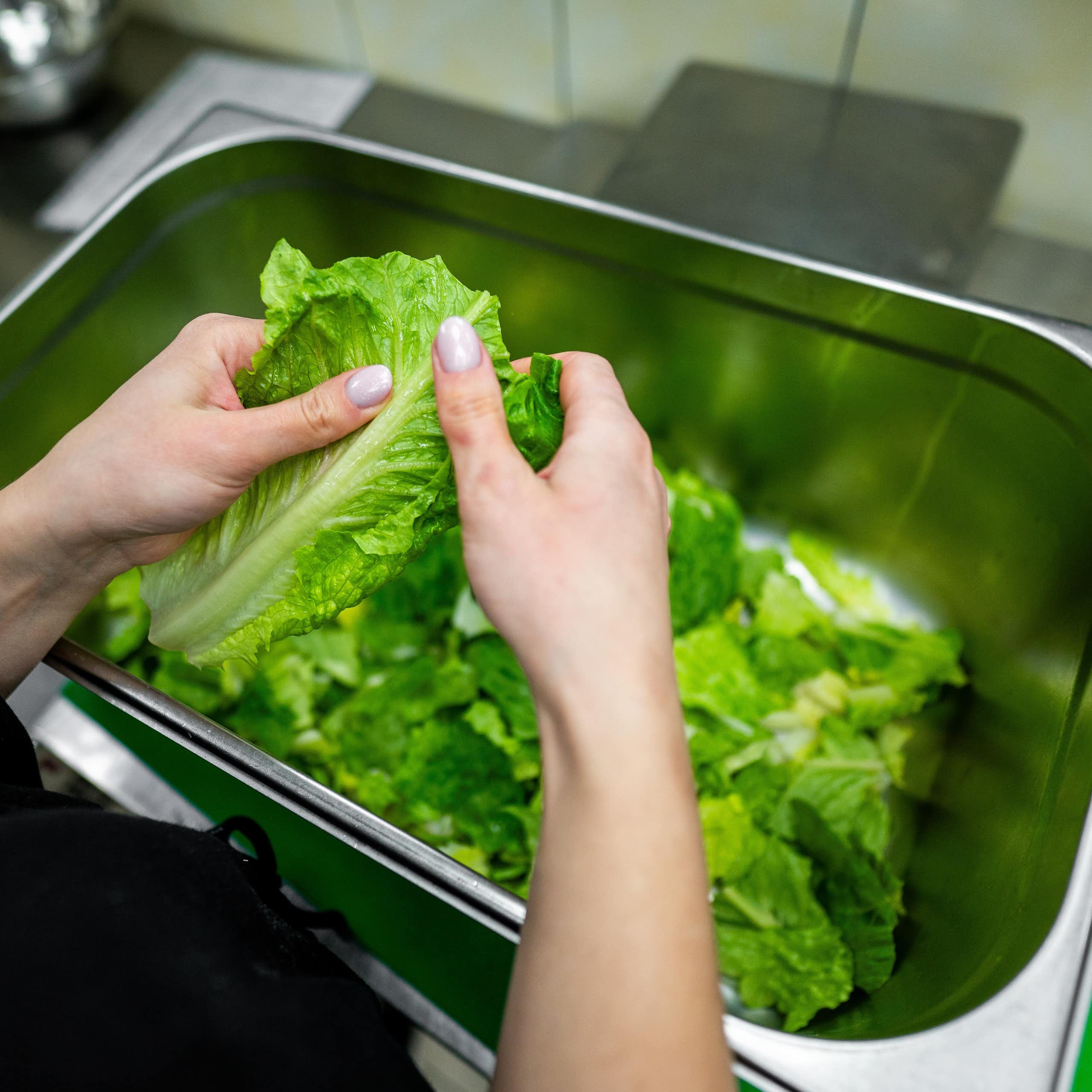 ¿Por qué la lechuga se queda lacia y se estropea tan pronto?