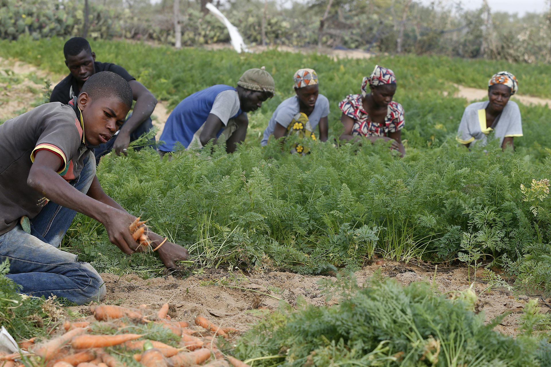 Agriculture en Afrique de l'Ouest : comment promouvoir le travail décent pour attirer les jeunes