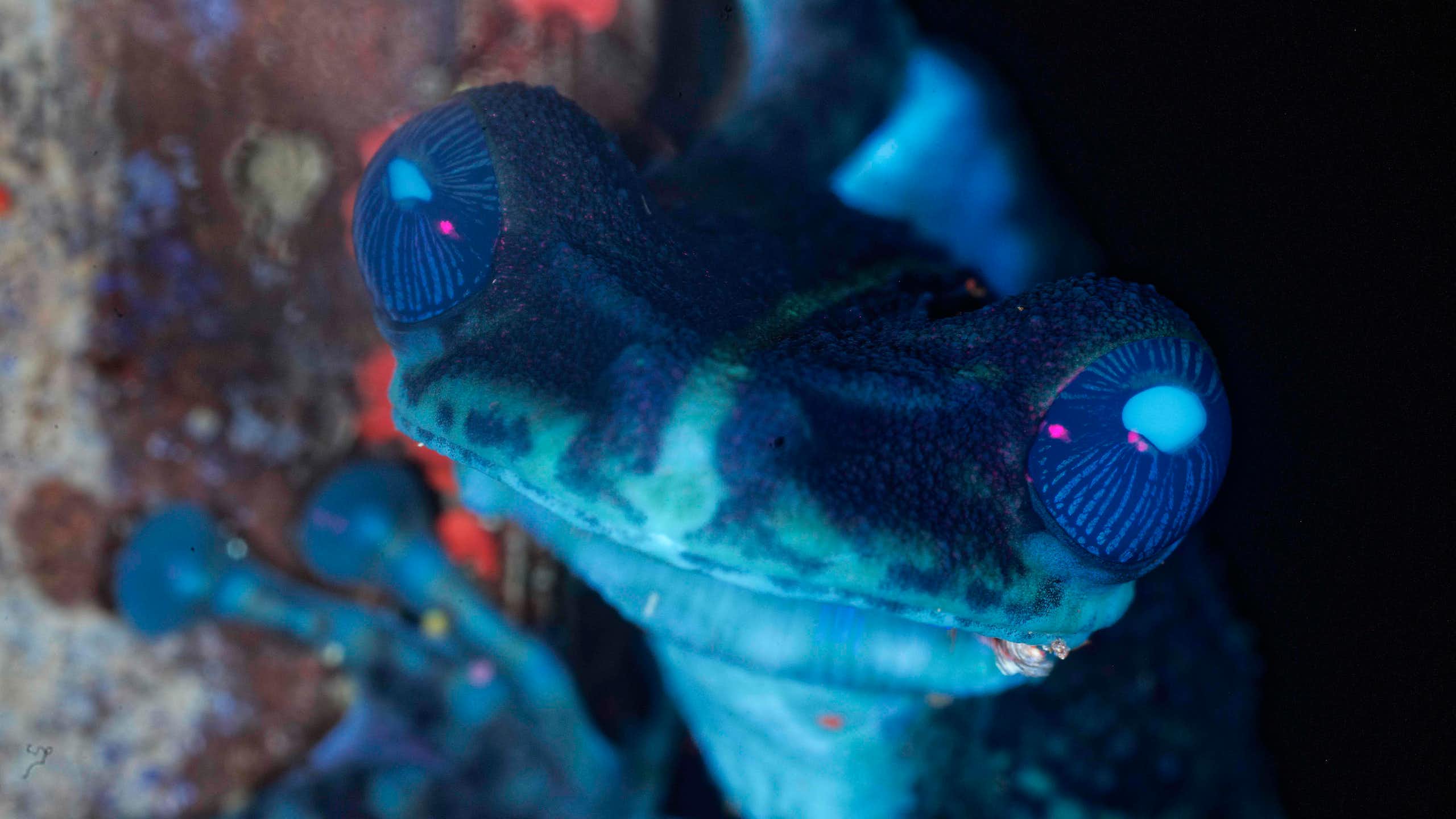 Et si la nature brillait plus que ce que nous voyons ? À la découverte de la vie fluo