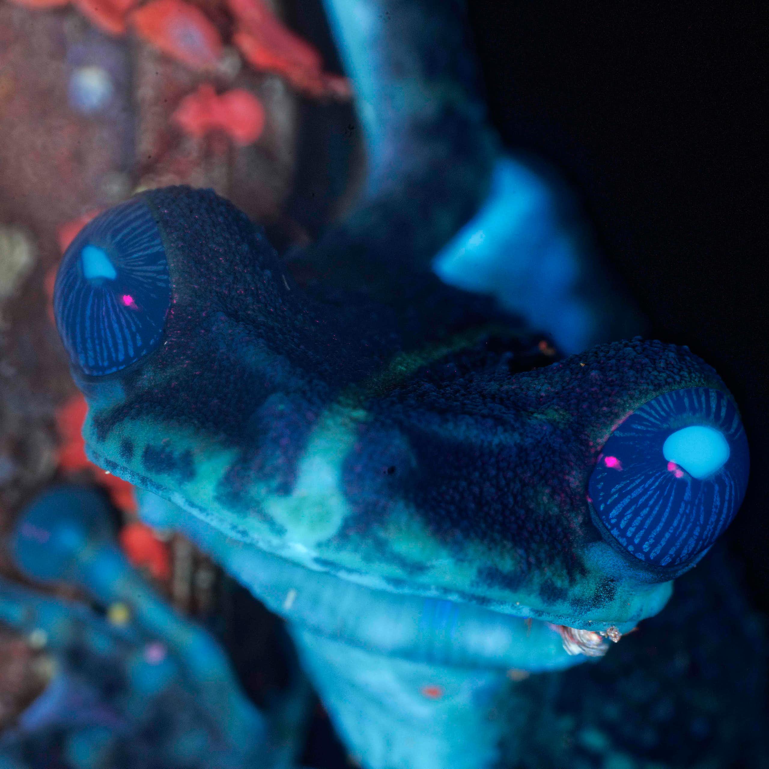 Et si la nature brillait plus que ce que nous voyons ? À la découverte de la vie fluo