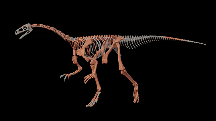 Image of dinosaur skeleton