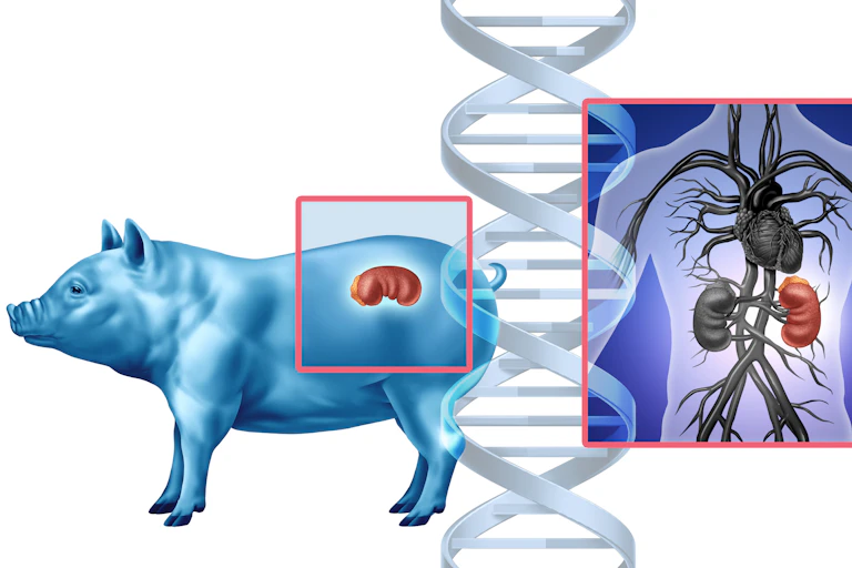 Illustration of a pig and a human torso with their kidneys highlighted, a strand of DNA running down the center of the image