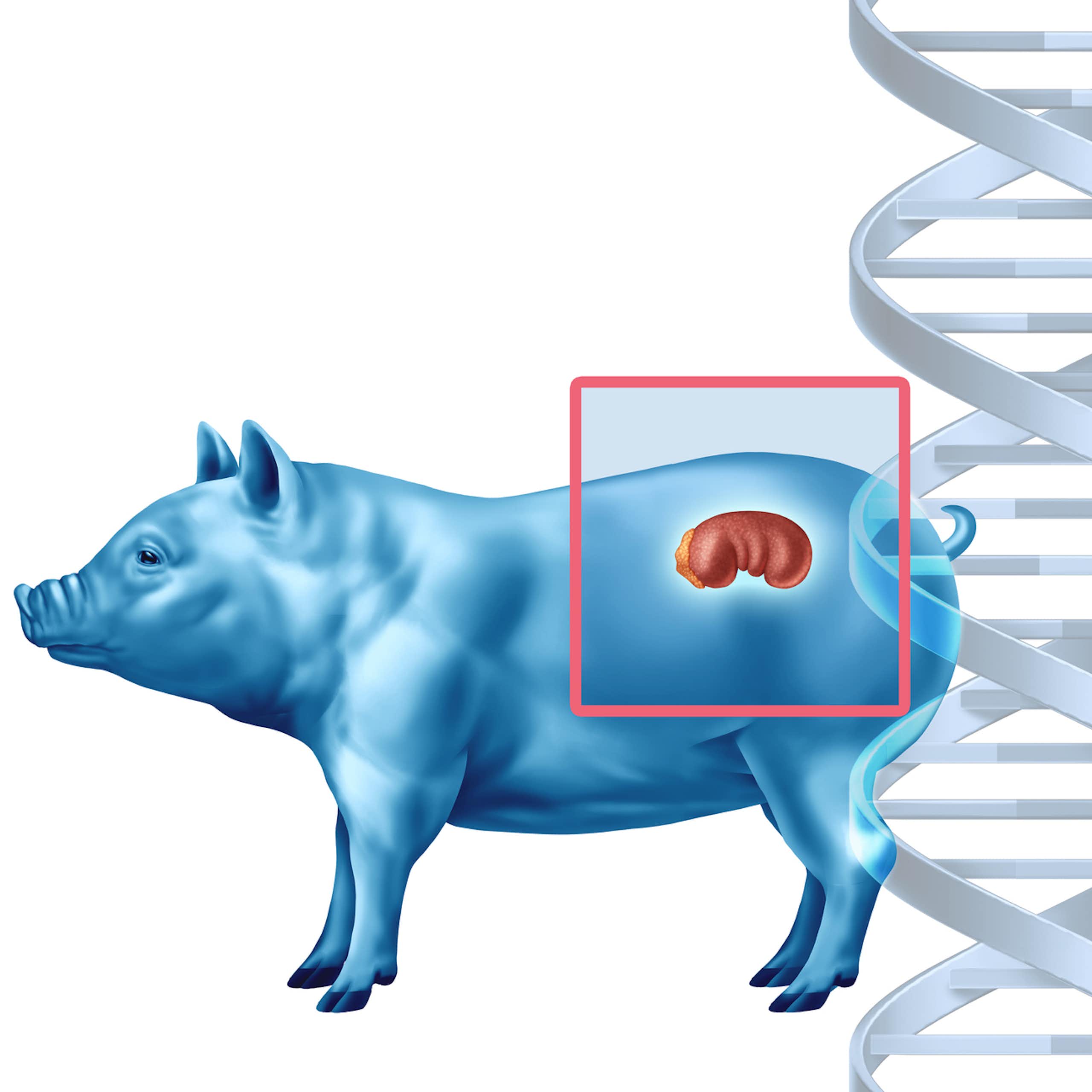 Putting pig organs in people is OK in the US, but growing human organs in pigs is not – why is that?