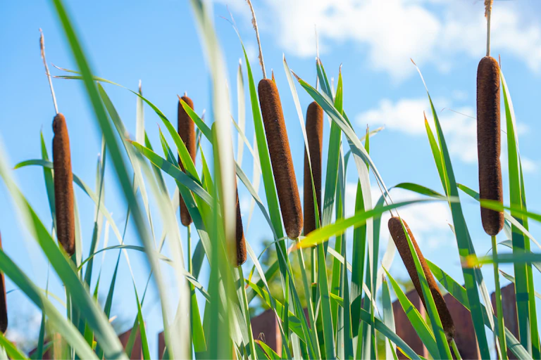 bulrush plants, bllue sky