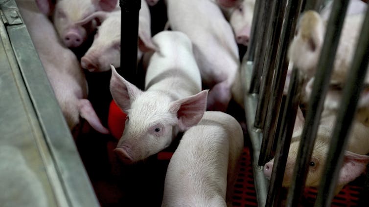 Close-up of piglets moving between bars