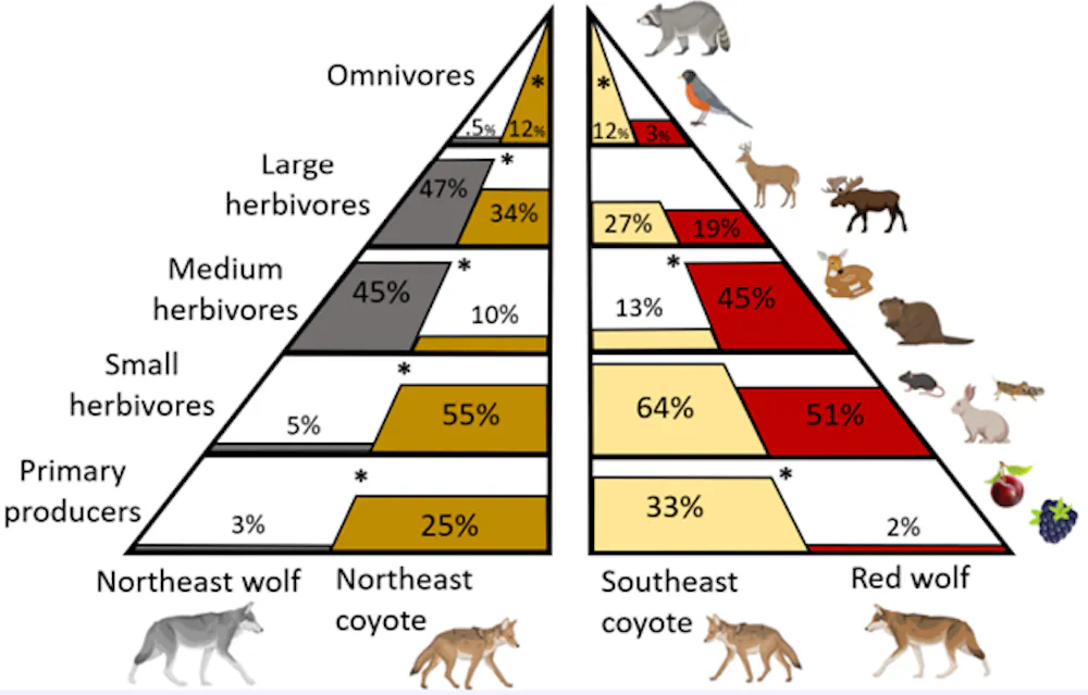 With wolves absent from most of eastern North America, can coyotes ...