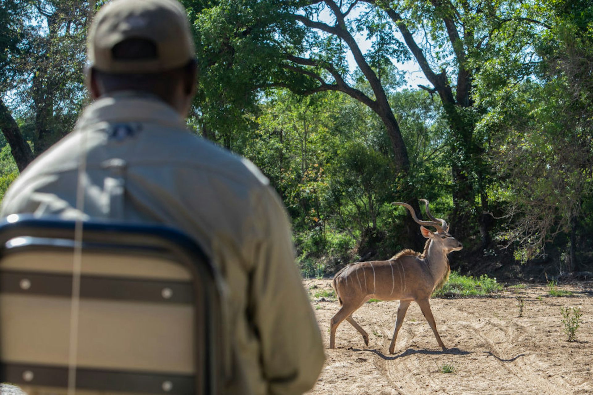 Land reform in South Africa: how new landholders could prosper from wildlife and not just farming