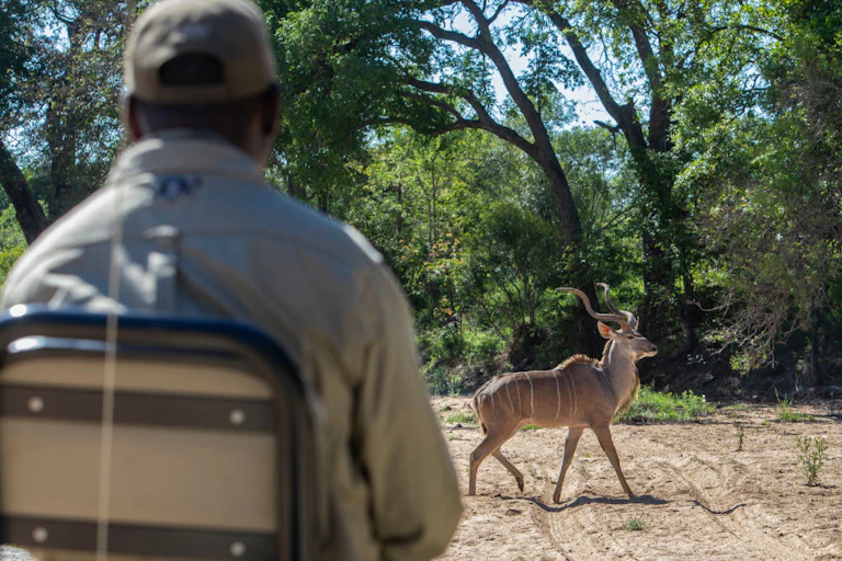 An animal walking in front of a man seated on a chair that can be assumed to be in an open-air safari vehicle