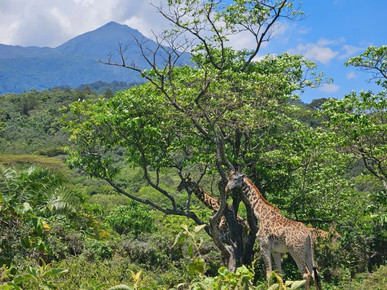 Giraffe wander among trees with a mountain in the distance.