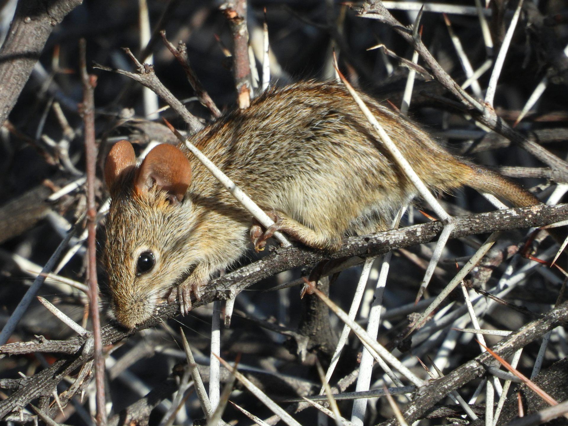 A small brown mouse among thorny twigs