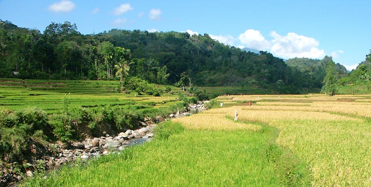 A small rocky river is bordered by terraced bright green rice paddies, and darker green wooded hills