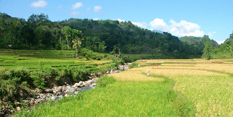 A small rocky river is bordered by terraced bright green rice paddies, and darker green wooded hills