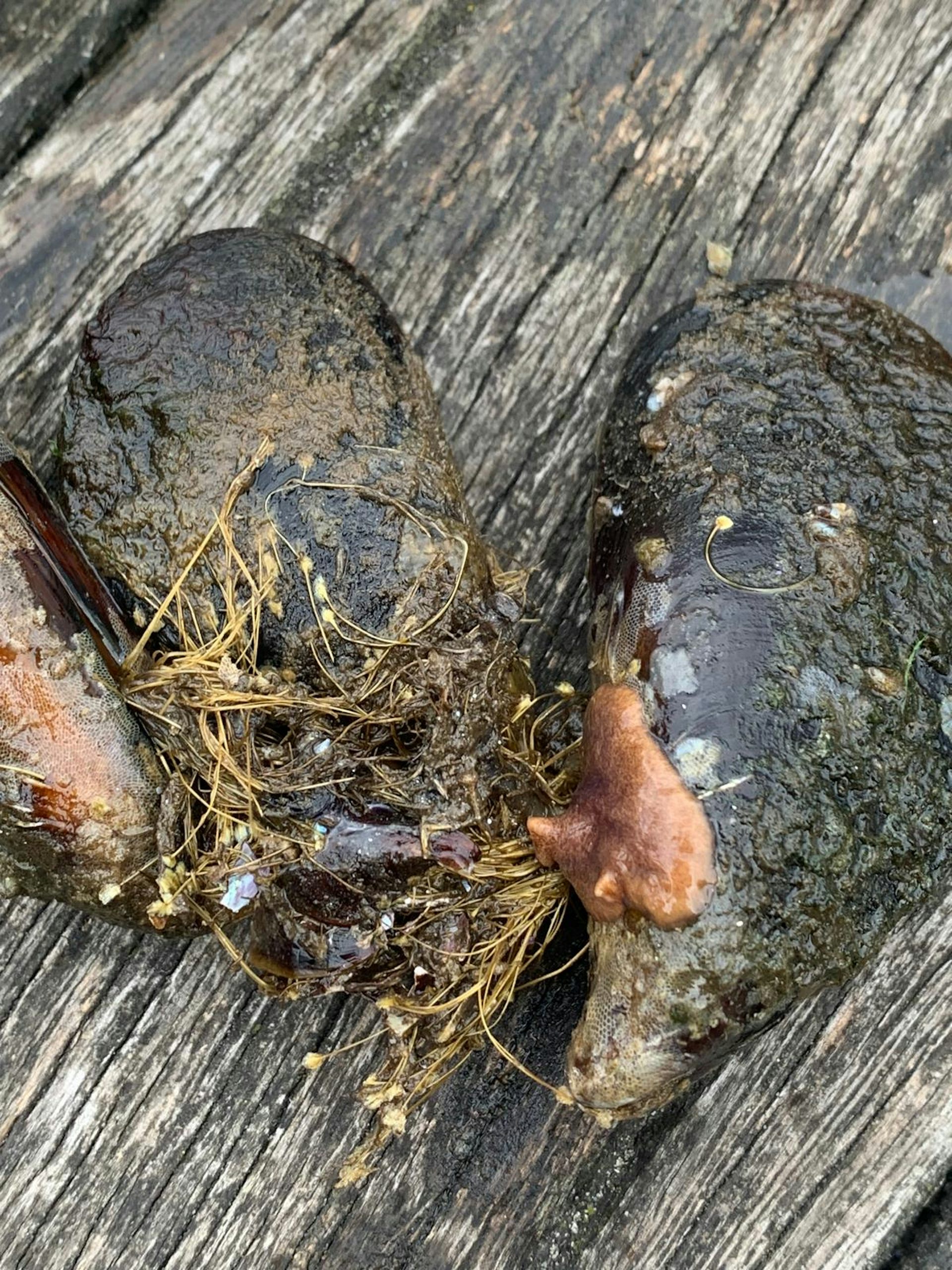 La expansión de un depredador silencioso podría poner fin a los mejillones cantábricos
