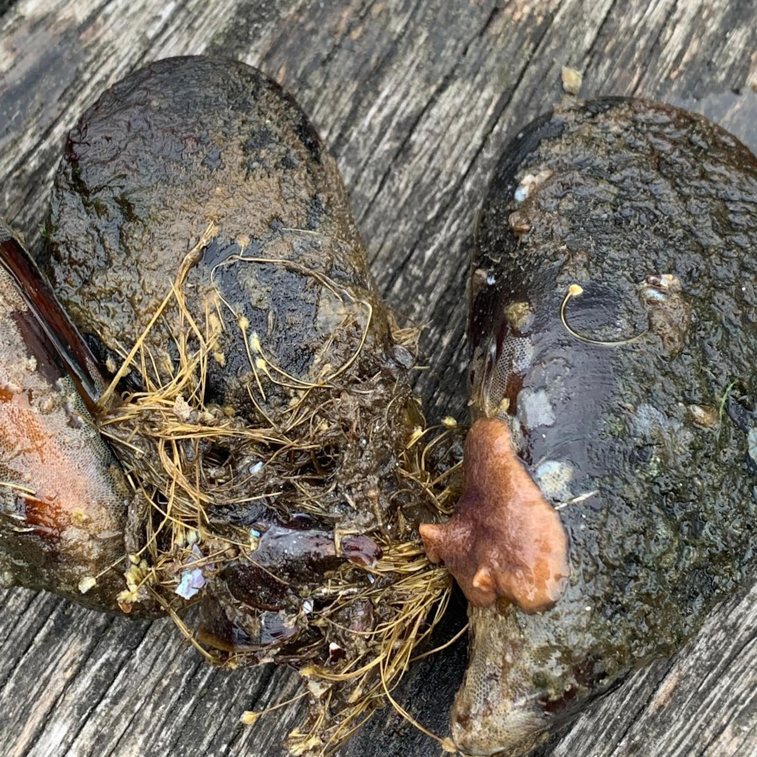 La expansión de un depredador silencioso podría poner fin a los mejillones cantábricos