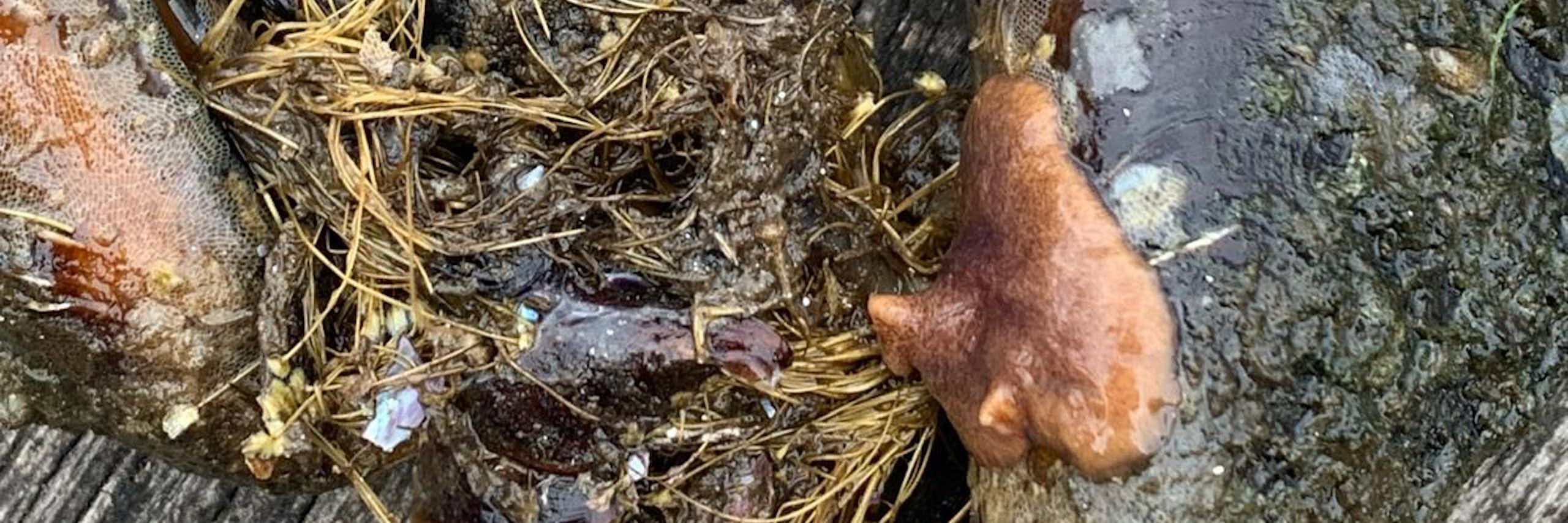 La expansión de un depredador silencioso podría poner fin a los mejillones cantábricos