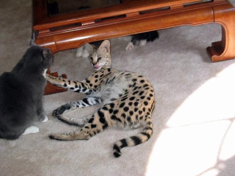 Well-known and captive: how social networks make the most of the discomfort of untamed animals 1 file 20251205 76 lmrlz5.jpg?ixlib=rb 4.1