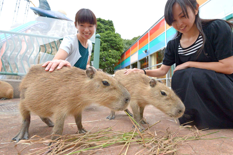 Two women pet capybaras who are eating grass
