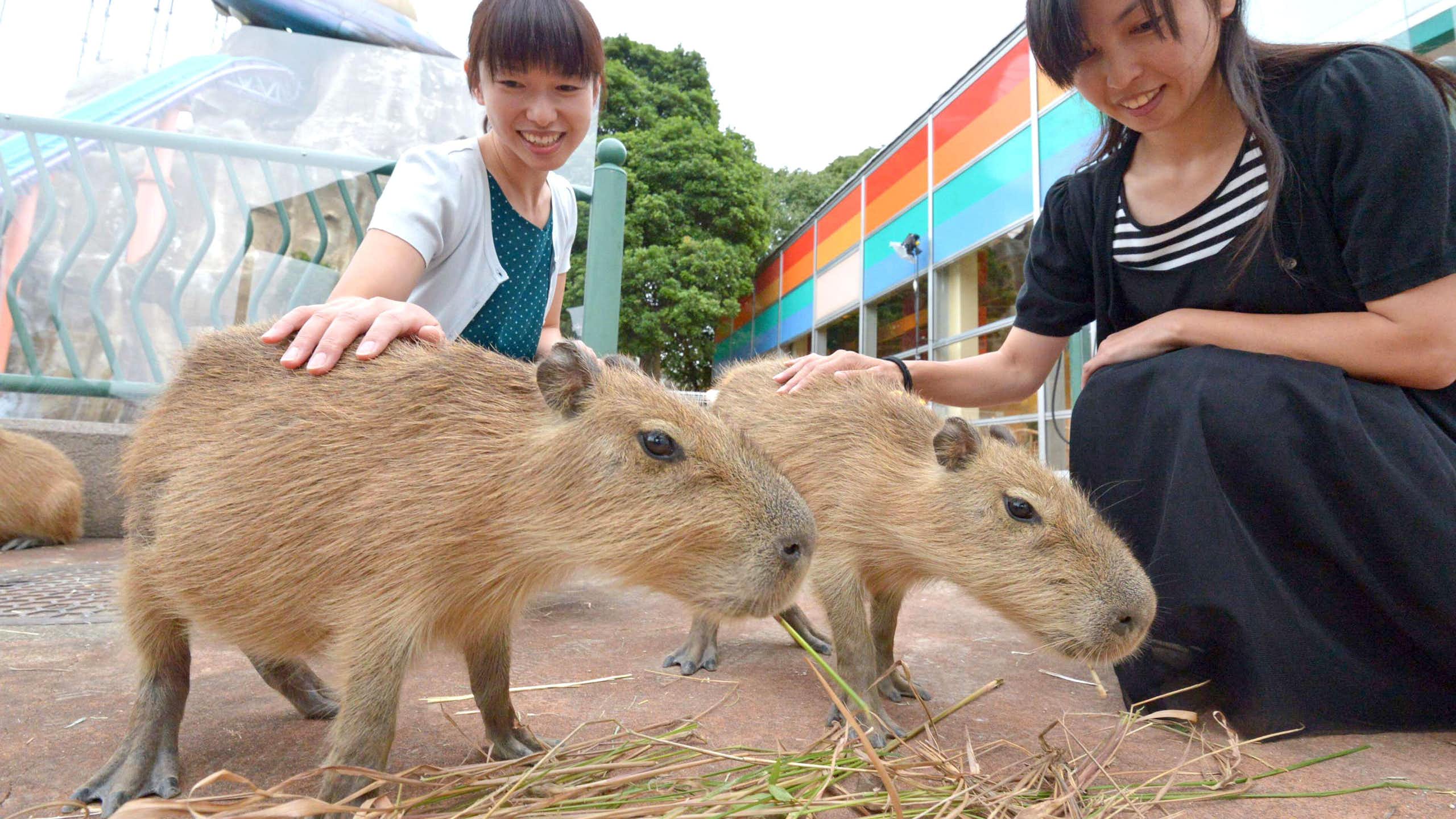 Two women pet capybaras who are eating grass