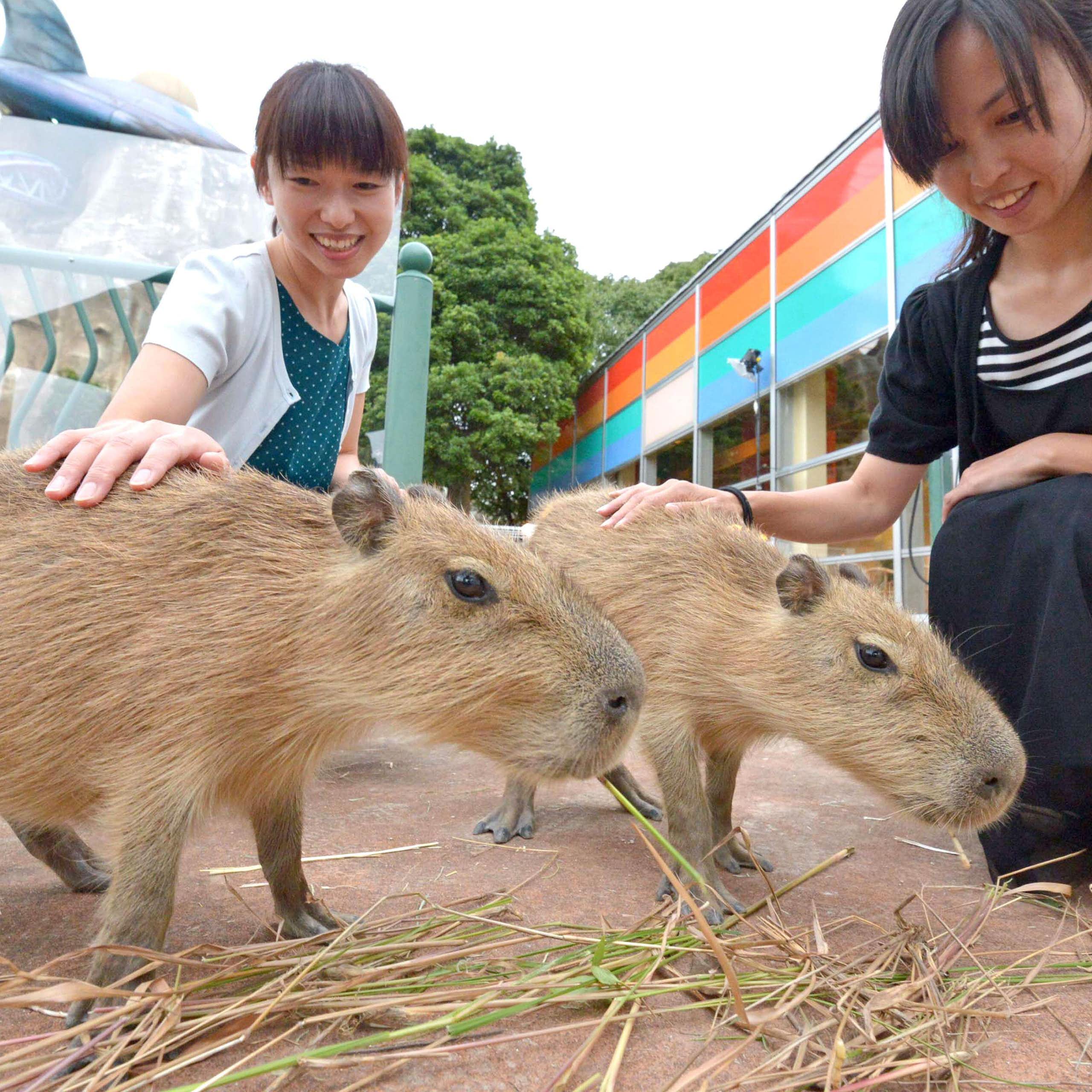 Two women pet capybaras who are eating grass