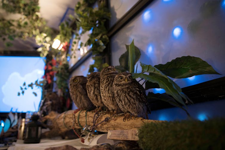 Owls perched in a row on a branch.