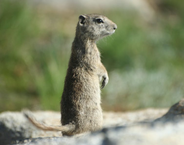 A ground squirrel with a skinny tail sits up on its back legs.