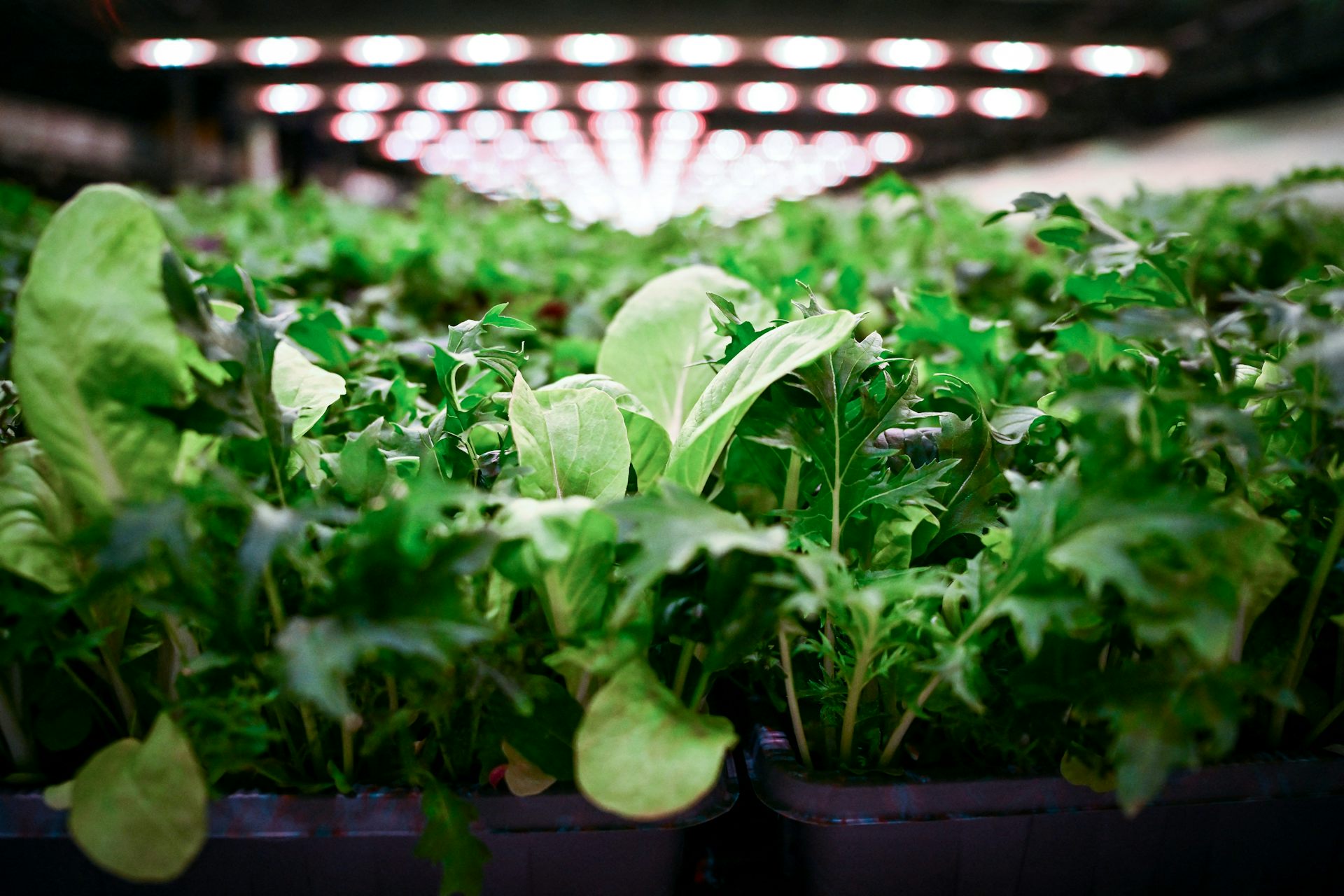gros plan sur des laitues avec des néons au-dessus